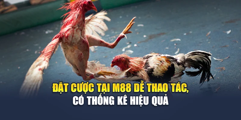 Đá Gà Cựa Sắt M88 Truyền Hình Chuẩn Hd, Dữ Liệu Đầy Đủ 3 Đặt cược tại M88 dễ thao tác, có thống kê hiệu quả
