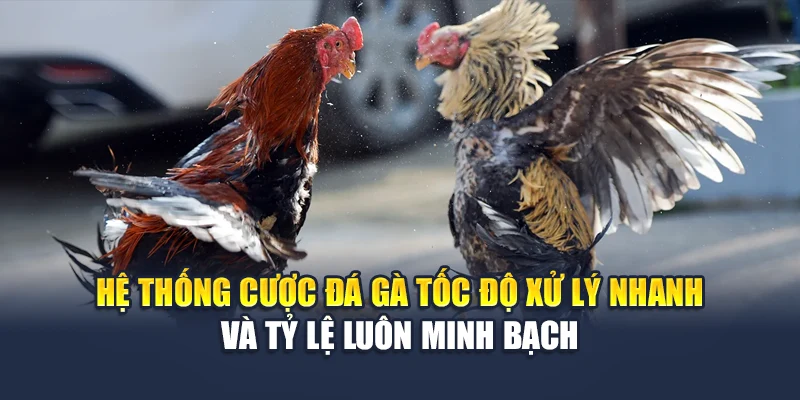 Đá Gà Cựa Dao Tốc Độ Cao, Kèo Rõ Ràng Mỗi Ngày Tại M88 2 Hệ thống cược đá gà tốc độ xử lý nhanh và tỷ lệ luôn minh bạch
