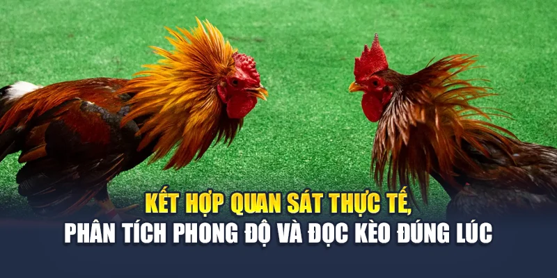 Đá Gà Cựa Dao Philippines Chất Lượng Cao Tại Nhà Cái M88 3 Kết hợp quan sát thực tế, phân tích phong độ và đọc kèo đúng lúc