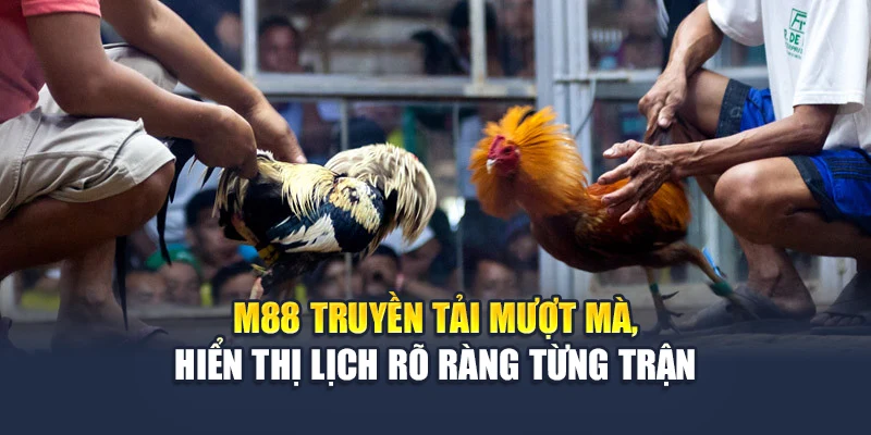 Đá Gà Thomo Trực Tiếp Sắc Nét, Cược Rõ Ràng Tại M88 1 M88 truyền tải mượt mà, hiển thị lịch rõ ràng từng trận