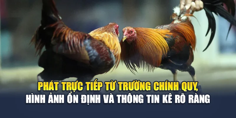 Đá Gà Cựa Dao Philippines Chất Lượng Cao Tại Nhà Cái M88 1 Phát trực tiếp từ trường chính quy, hình ảnh ổn định và thông tin kê rõ ràng