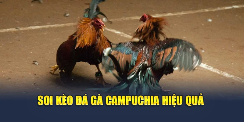 Đá Gà Campuchia Trực Tiếp Mỗi Ngày, Tỷ Lệ Rõ Ràng Tại M88 3 Soi kèo đá gà Campuchia hiệu quả