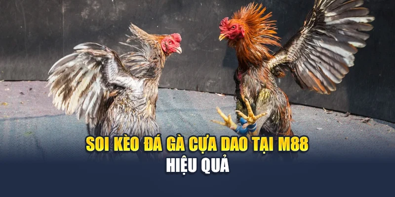 Đá Gà Cựa Dao Tốc Độ Cao, Kèo Rõ Ràng Mỗi Ngày Tại M88 3 Soi kèo đá gà cựa dao tại M88 hiệu quả